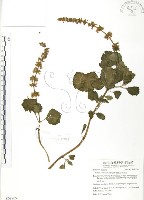 蘭嶼小鞘蕊花藏品圖，第1張