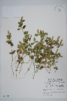 爵床藏品圖，第1張