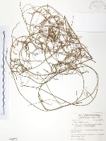 無根草藏品圖，第1張