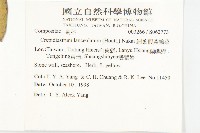 細葉假黃鵪菜藏品圖，第5張