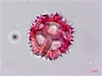 細葉假黃鵪菜藏品圖，第2張