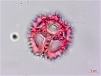 細葉假黃鵪菜藏品圖，第3張