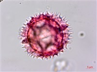 細葉假黃鵪菜藏品圖，第4張