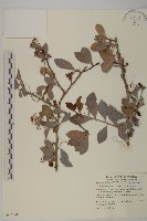 蘭嶼裸實藏品圖，第1張