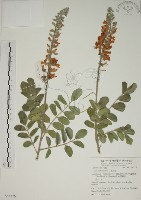 毛苦參藏品圖，第1張