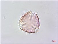 毛苦參藏品圖，第2張