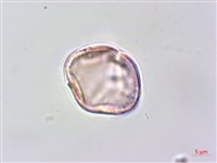 毛苦參藏品圖，第3張