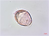 毛苦參藏品圖，第4張