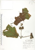 葛塔德木、欖仁舅藏品圖，第1張