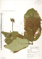 葛塔德木、欖仁舅藏品圖，第1張