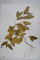 蘭嶼山柑藏品圖，第1張