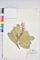 蘭嶼土沉香藏品圖，第1張