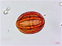 濱大戟藏品圖，第2張