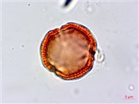 濱大戟藏品圖，第4張