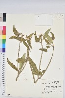 白苞猩猩草藏品圖，第1張