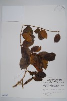 爬森藤藏品圖，第1張