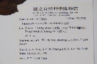 爬森藤藏品圖，第2張