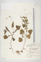 紫背草藏品圖，第1張