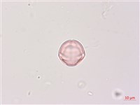 印度茄、南天茄藏品圖，第1張