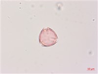 印度茄、南天茄藏品圖，第2張