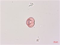 印度茄、南天茄藏品圖，第3張