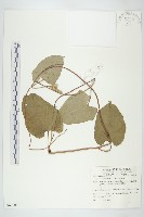 吊鐘藤藏品圖，第1張