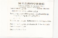 吊鐘藤藏品圖，第2張