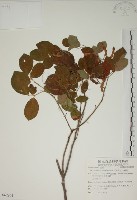 白木蘇花藏品圖，第1張