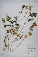 爵床藏品圖，第1張