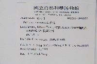 爵床藏品圖，第2張