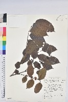 披針葉饅頭果藏品圖，第1張