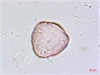 臺灣油點草藏品圖，第2張