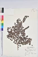 紅仔珠藏品圖，第1張