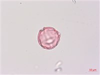 燈籠草藏品圖，第2張