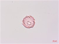 燈籠草藏品圖，第3張