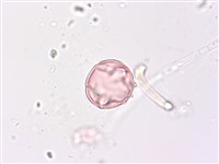 燈籠草藏品圖，第4張