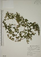 小葉黃鱔藤藏品圖，第1張