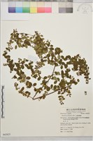 小葉黃鱔藤藏品圖，第2張