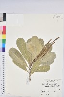 蘭嶼土沉香藏品圖，第1張