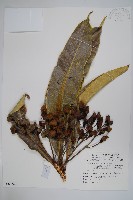 臺東漆樹藏品圖，第1張