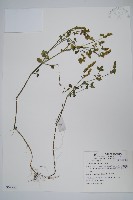 爵床藏品圖，第1張