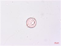 毛酸漿藏品圖，第2張