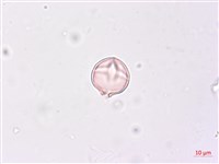 毛酸漿藏品圖，第3張