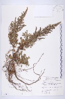 牡蒿藏品圖，第1張