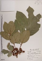 大葉樹蘭藏品圖，第1張