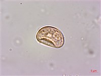 菲律賓扁葉芋、蘭嶼扁葉芋藏品圖，第3張