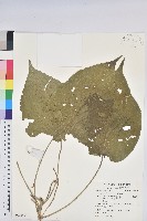 紅頭鐵莧、蘭嶼鐵莧藏品圖，第1張