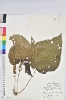 紅頭鐵莧、蘭嶼鐵莧藏品圖，第1張