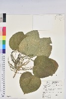 花蓮鐵莧、臺東鐵莧藏品圖，第1張