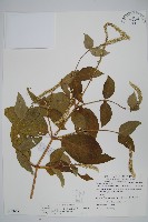 紫莖牛膝、台灣牛膝藏品圖，第1張